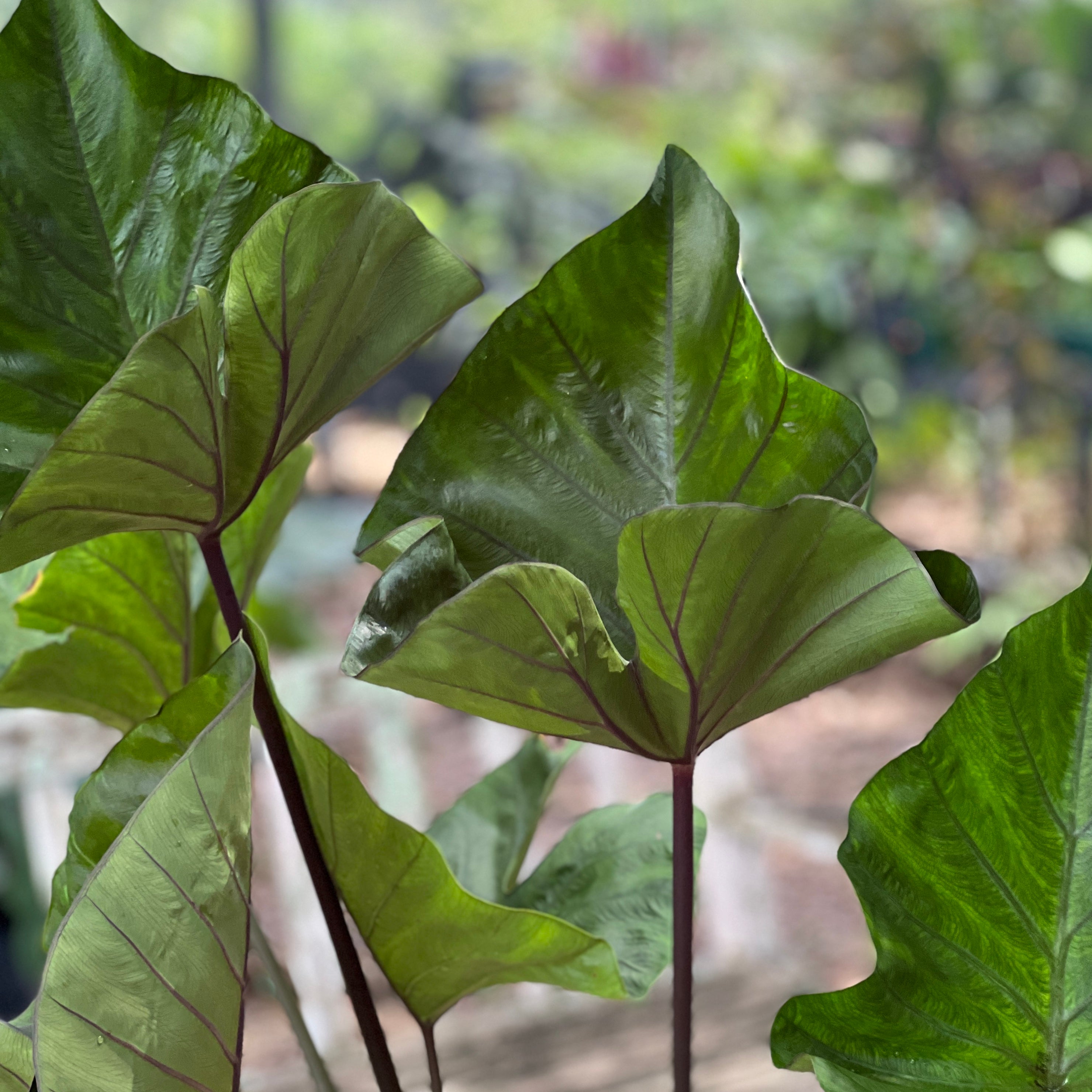 Colocasia esculenta  'TeaCup'
