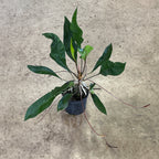 Anthurium gracile