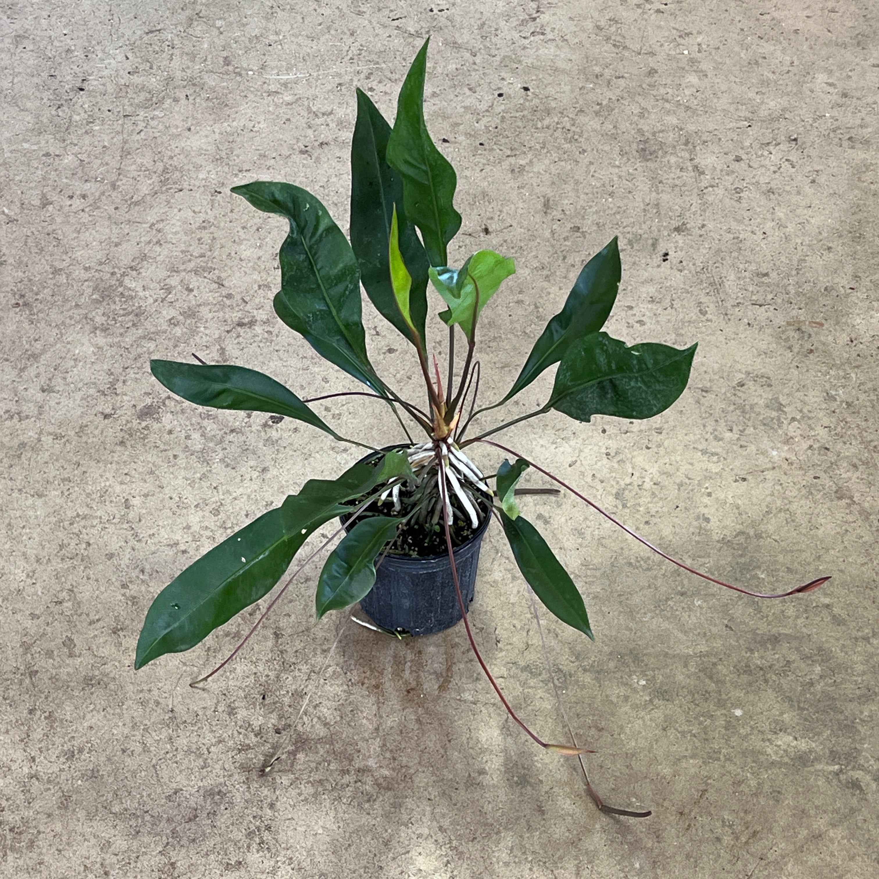 Anthurium gracile