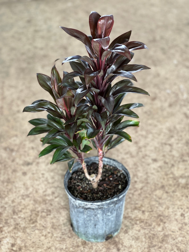 Cordyline fruticosa 'Purple Compacta'