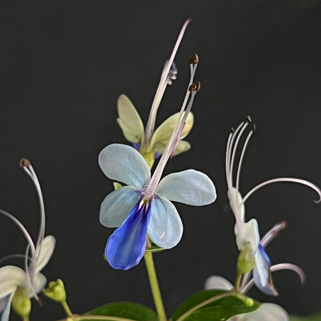 Rotheca myricoides  'Ugandense'