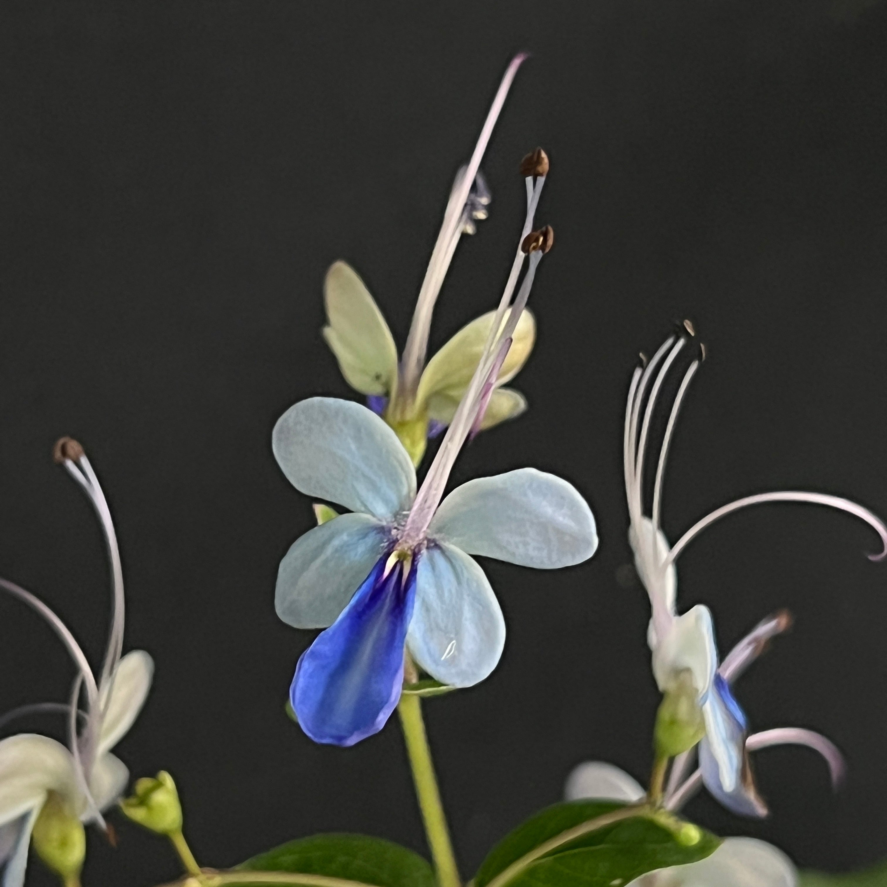 Rotheca myricoides  'Ugandense'