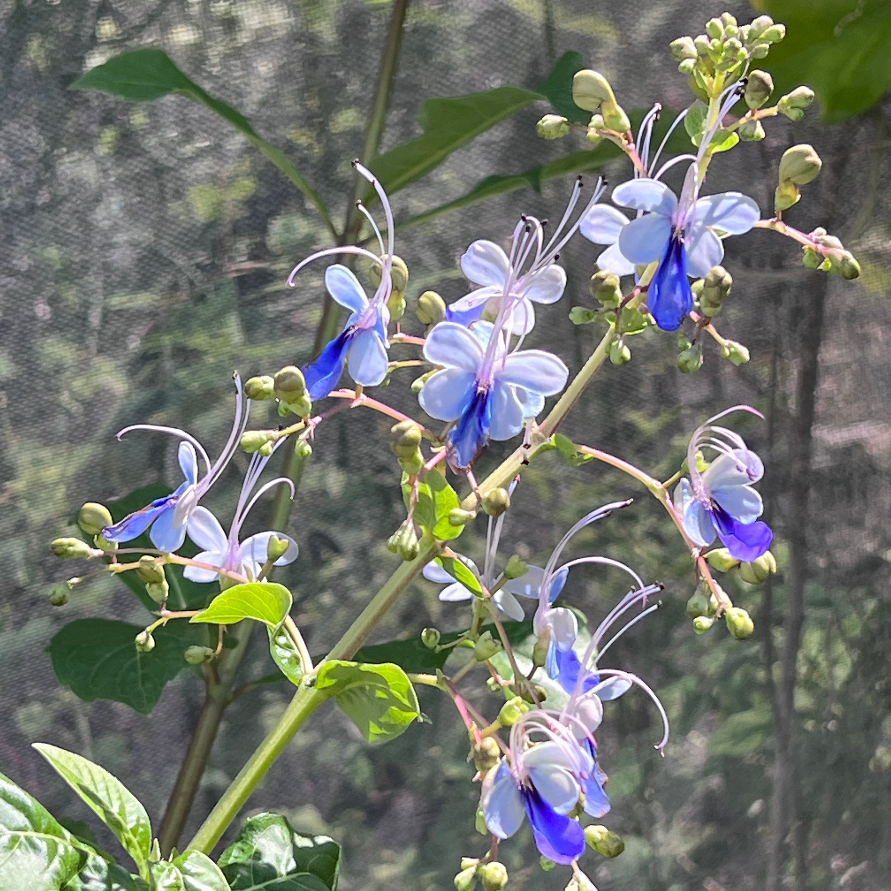 Rotheca myricoides  'Ugandense'