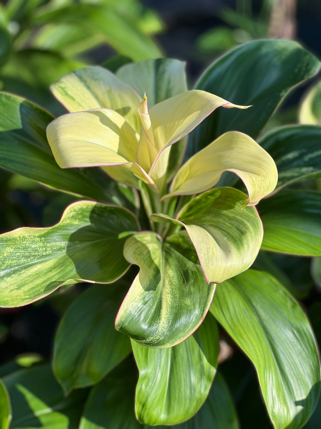 Cordyline fruticosa 'Caroline'