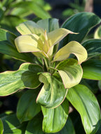Cordyline fruticosa 'Caroline'
