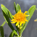 Borrichia arborescens