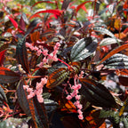 Pilea grandifolia 'Coral'