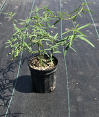 Phyla stoechadifolia