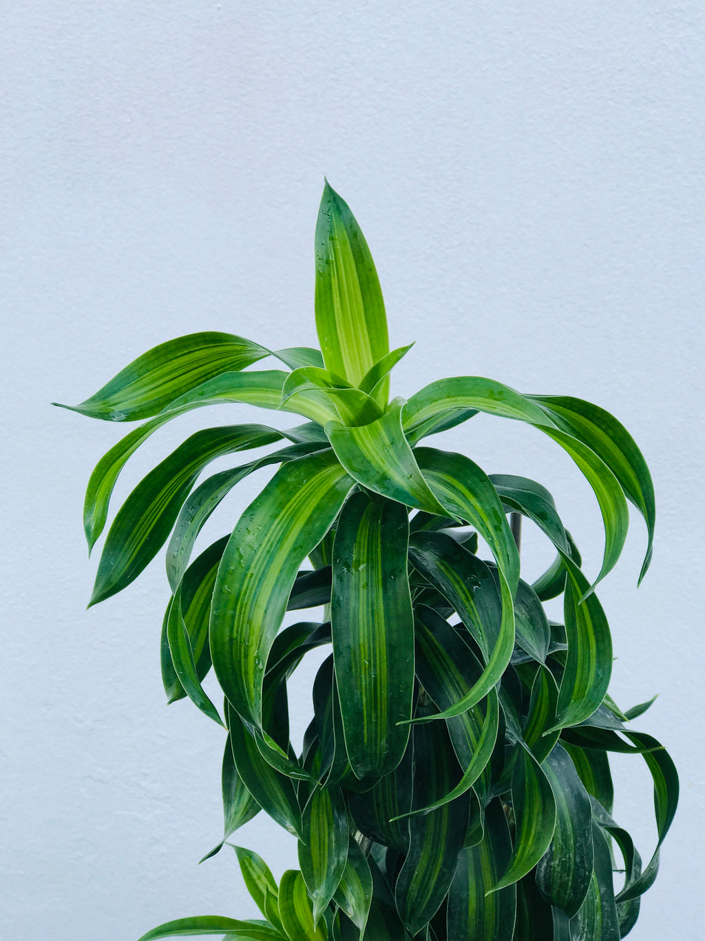 Dracaena reflexa 'Song of Jamaica'