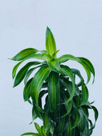 Dracaena reflexa 'Song of Jamaica'