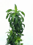 Dracaena reflexa 'Song of Jamaica'