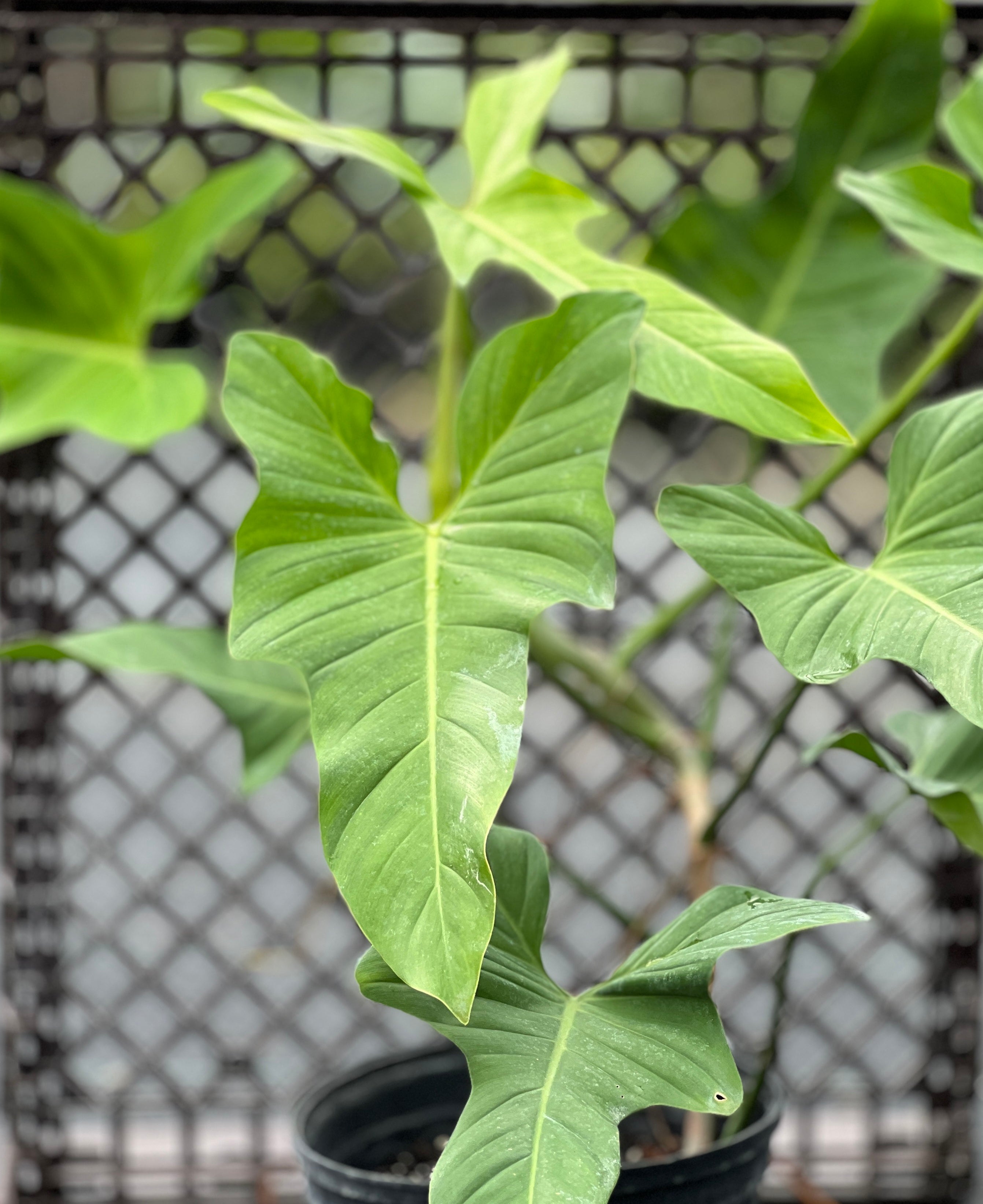 Philodendron ruthianum