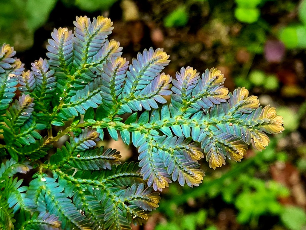 Selaginella willdenowii 'purple highlights form'